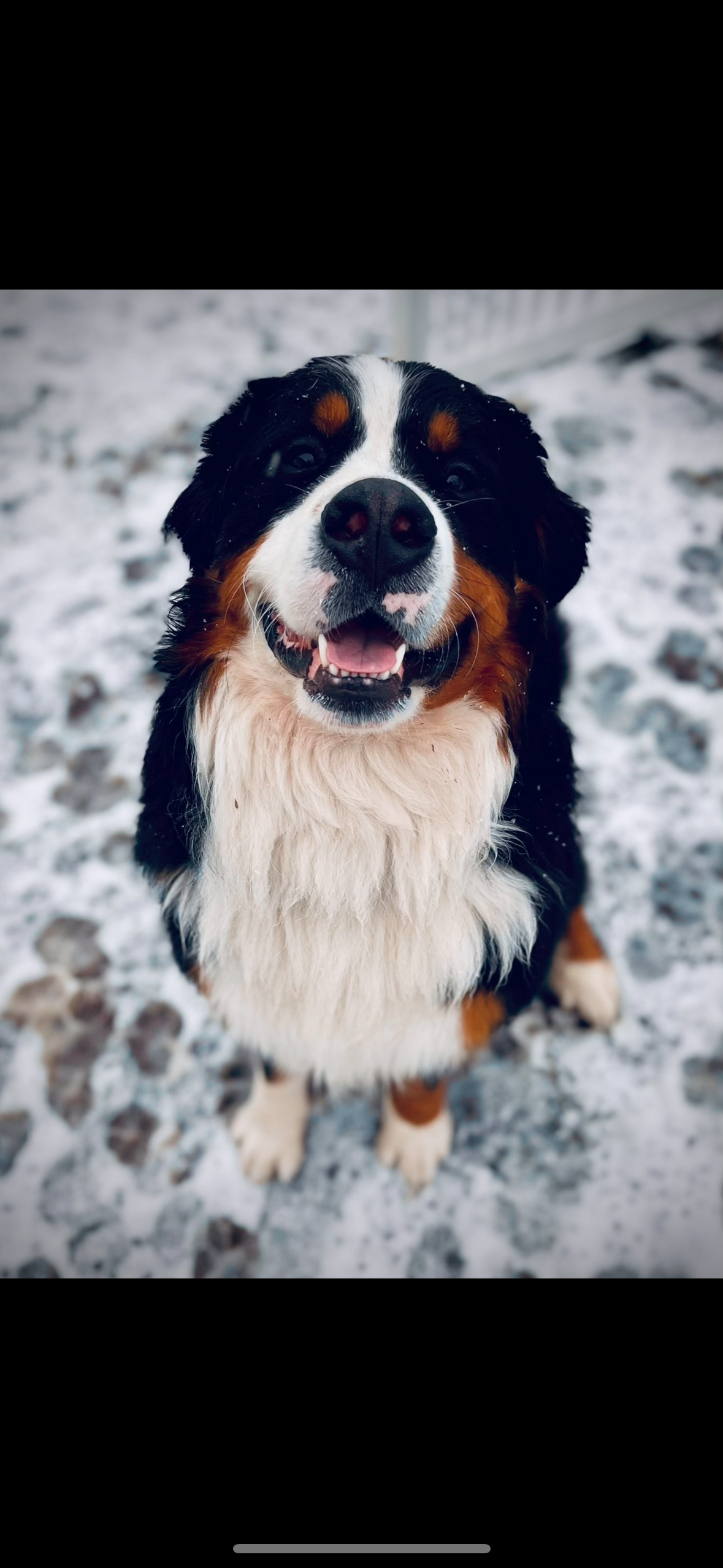 Oakley in the snow